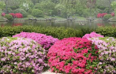 Фотообои De-Art Цветущий кустарник